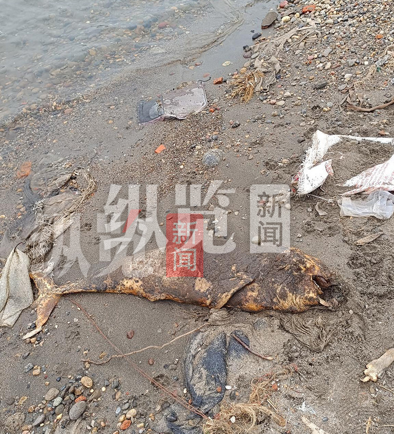 星辉平台注册:湖北宜昌长江河段疑似发现江豚尸体,嘴上挂着多个鱼钩?当地正在调查
